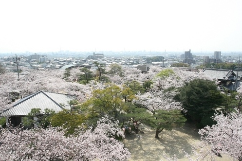 桜の時期の桃山公園の写真