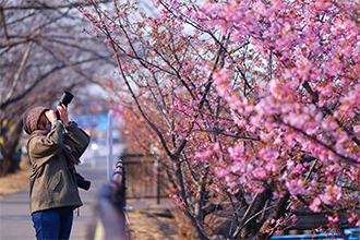 （33）河津桜とカメラマン