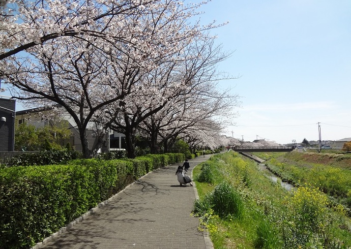 緑道沿いの桜並木(4月撮影)