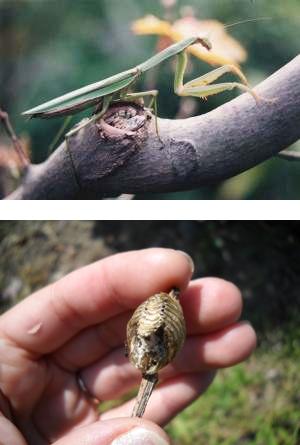 オオカマキリ（写真上）、カマキリのタマゴ（写真下）