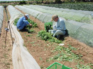 健耕サポーター活動風景（葉物野菜収穫作業）