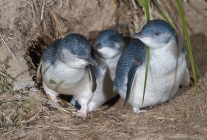 フェアリーペンギンの写真