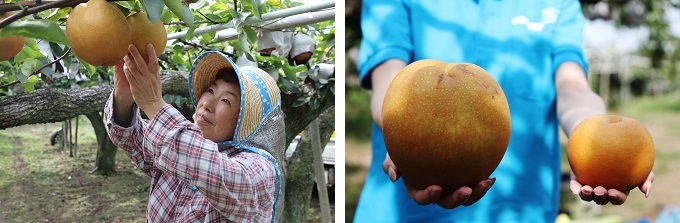左：ジャンボ梨「新高」収穫の様子、右：ジャンボ梨と通常サイズの梨の比較