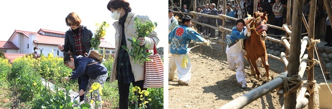 左、菜の花まつり菜の花摘み体験の様子、右、マントウ馬まつりの様子