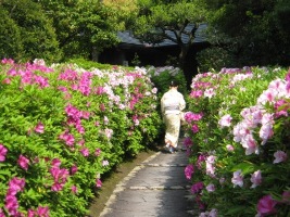 大倉公園（つつじの様子）