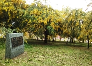 ポート・フィリップ園の記念碑とギンヨウアカシア（ミモザ）