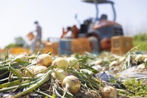 たまねぎ収穫