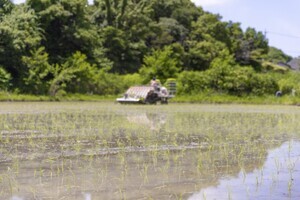 田植えの風景