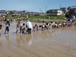 田植え体験（北山小学校）