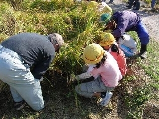 稲刈り体験(吉田小学校)