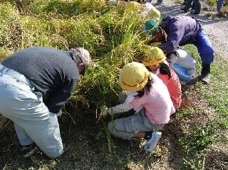 稲刈り体験（吉田小学校）