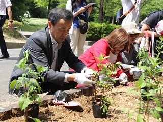 フジバカマを植える市長