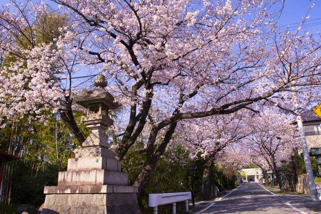 熱田神社の桜