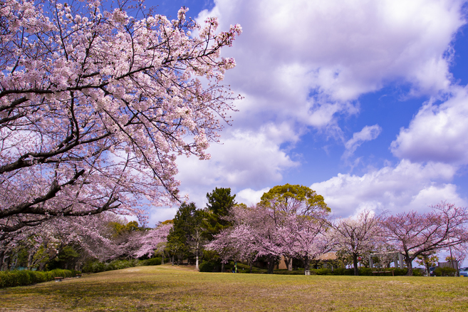 知北平和公園の桜