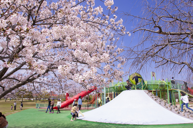 あいち健康の森公園芝生広場の桜