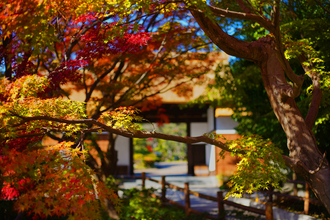 大倉公園の紅葉