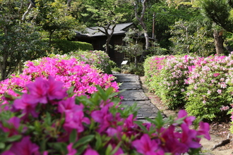 大倉公園つつじ