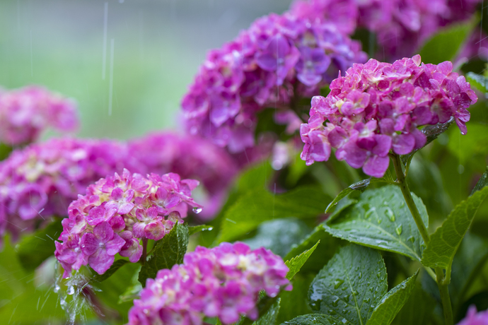 雨に打たれる紫陽花