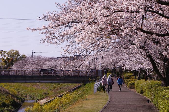 桜並木