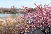 二ツ池セレトナの河津桜