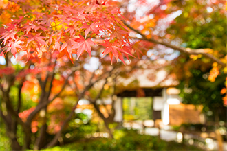 （26）紅葉の奥には大倉公園茅葺門が