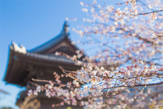 （28）冬に咲く桜