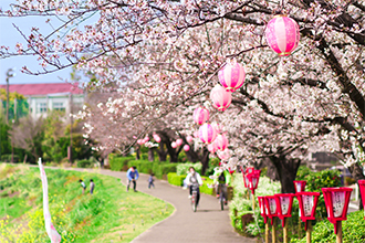 （36）石ヶ瀬川緑道沿いの桜並木