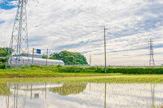 （49）田んぼと青空