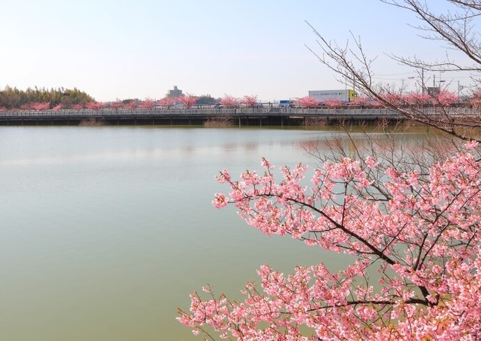 池周りの河津桜(3月撮影)