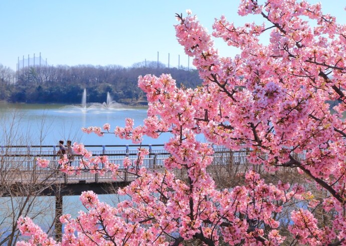 河津桜と噴水(3月撮影)
