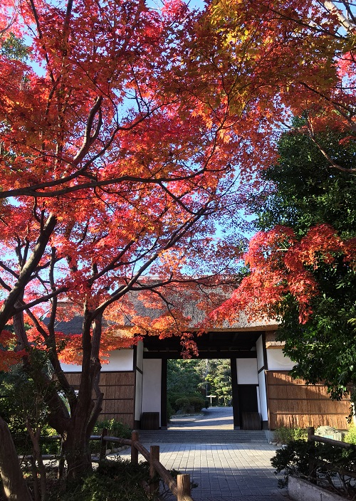 茅葺門ともみじ(12月撮影)