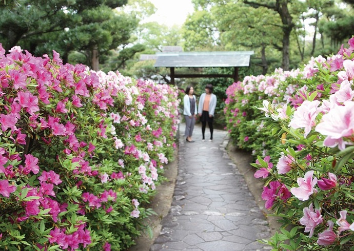 満開のつつじ(4月撮影)