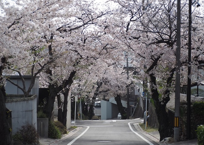 公園周辺の桜並木(3月撮影)