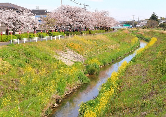 桜とカラシナ(4月撮影)