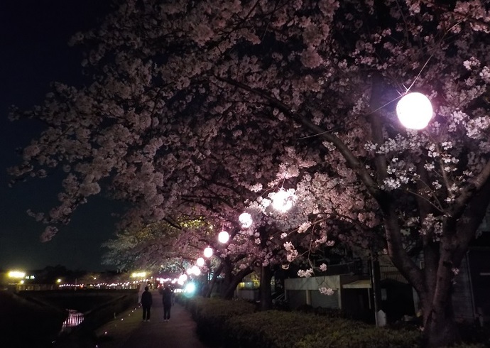 桜のライトアップ(3月撮影)