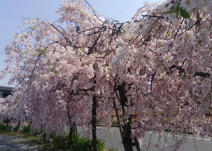 公民館周りのしだれ桜(3月撮影)