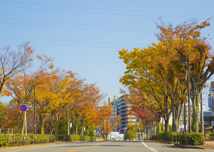 駅西の並木通り(11月撮影)