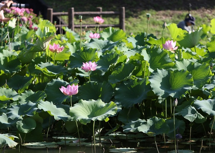 凛とした蓮の花(6月撮影)