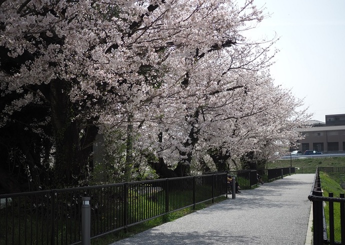 堤防の桜並木(3月撮影)