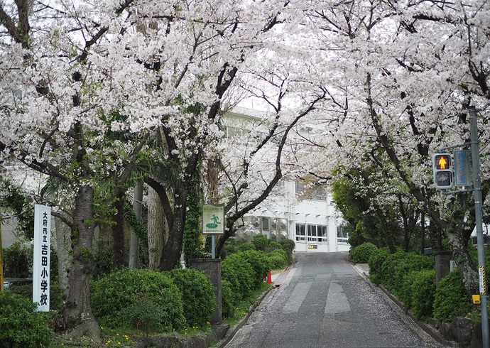 正門の桜(3月撮影)