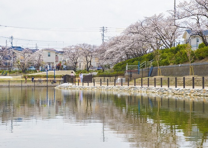 池周りの桜並木(3月撮影)