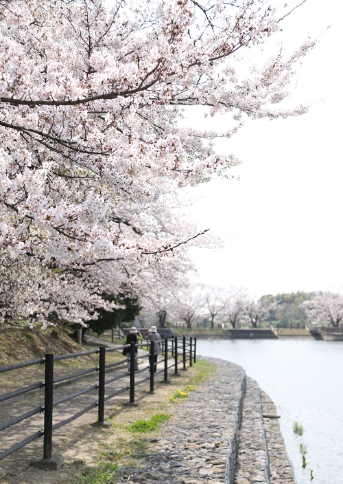池周りの桜並木(4月撮影)
