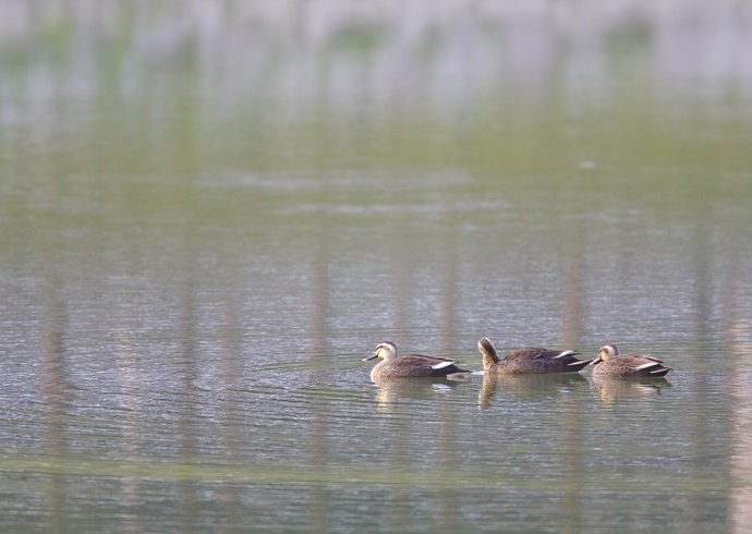 水辺の鳥(5月撮影)