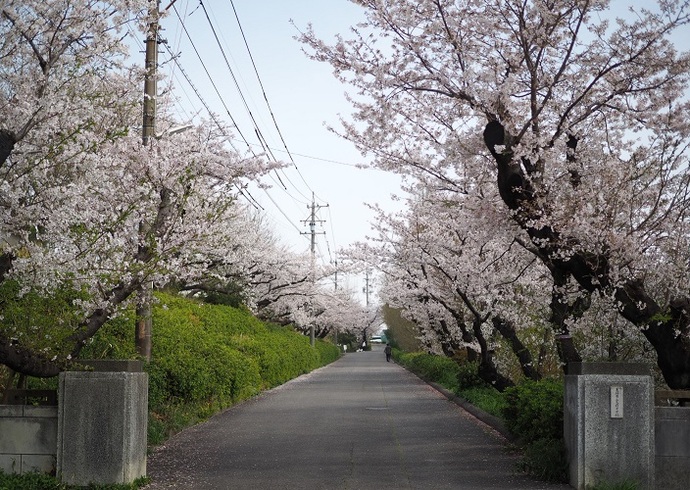 正門から観る桜並木(3月撮影)