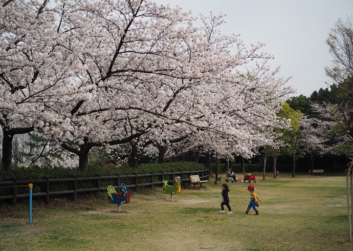 園内の桜並木(3月撮影)