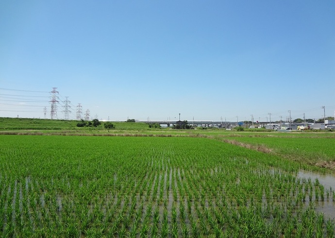 初夏の緑(6月撮影)