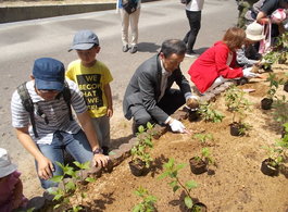 フジバカマ苗植え作業