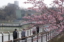 二ツ池公園の河津桜