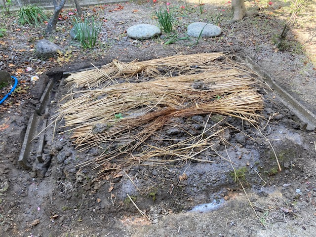 （6）フジバカマの株（長草町前屋敷地内）