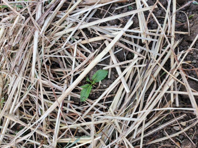 （8）フジバカマの株（横根町箕手地内）